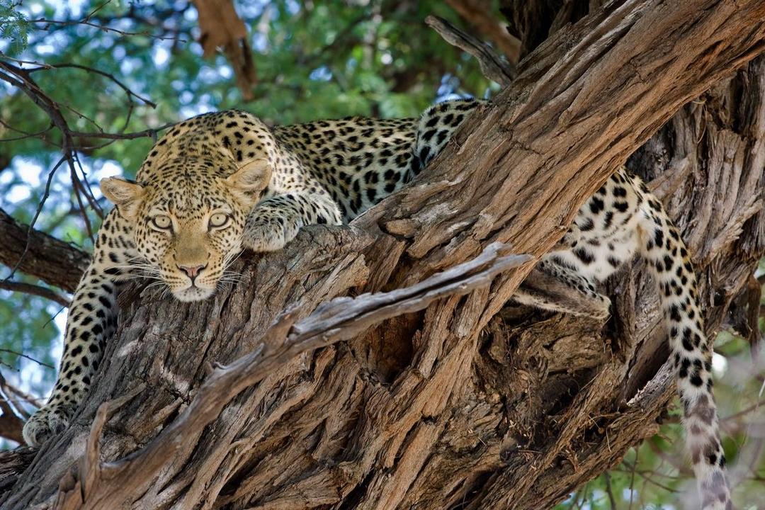 Chobe nationalparkimage - 0