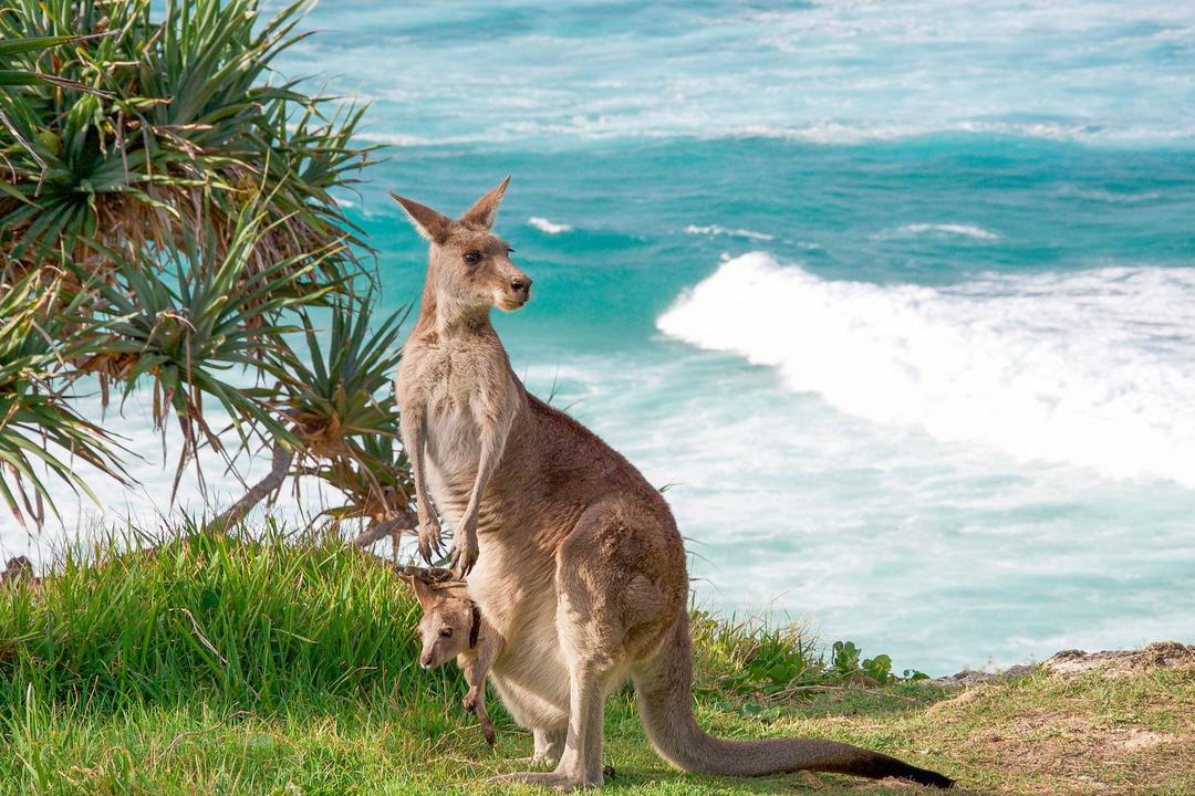 Kangaroo Islandimage - 0