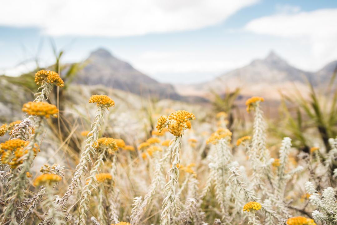 Mount Mulanjeimage - 1