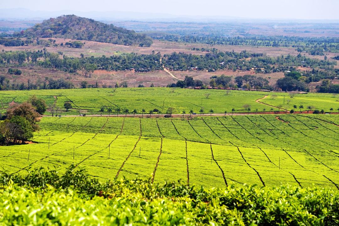 Mount Mulanjeimage - 0