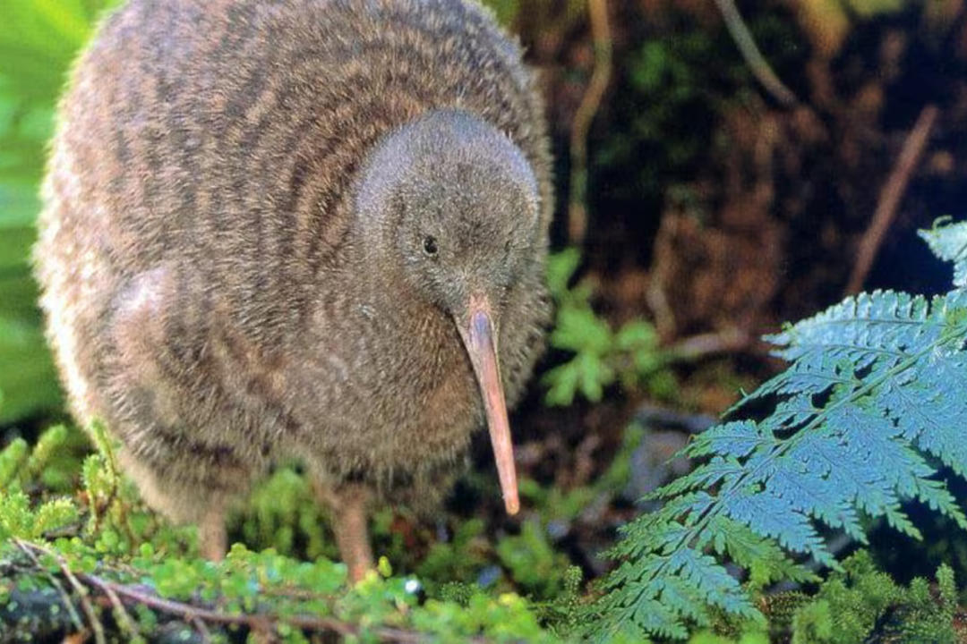 Invercargillimage - 1