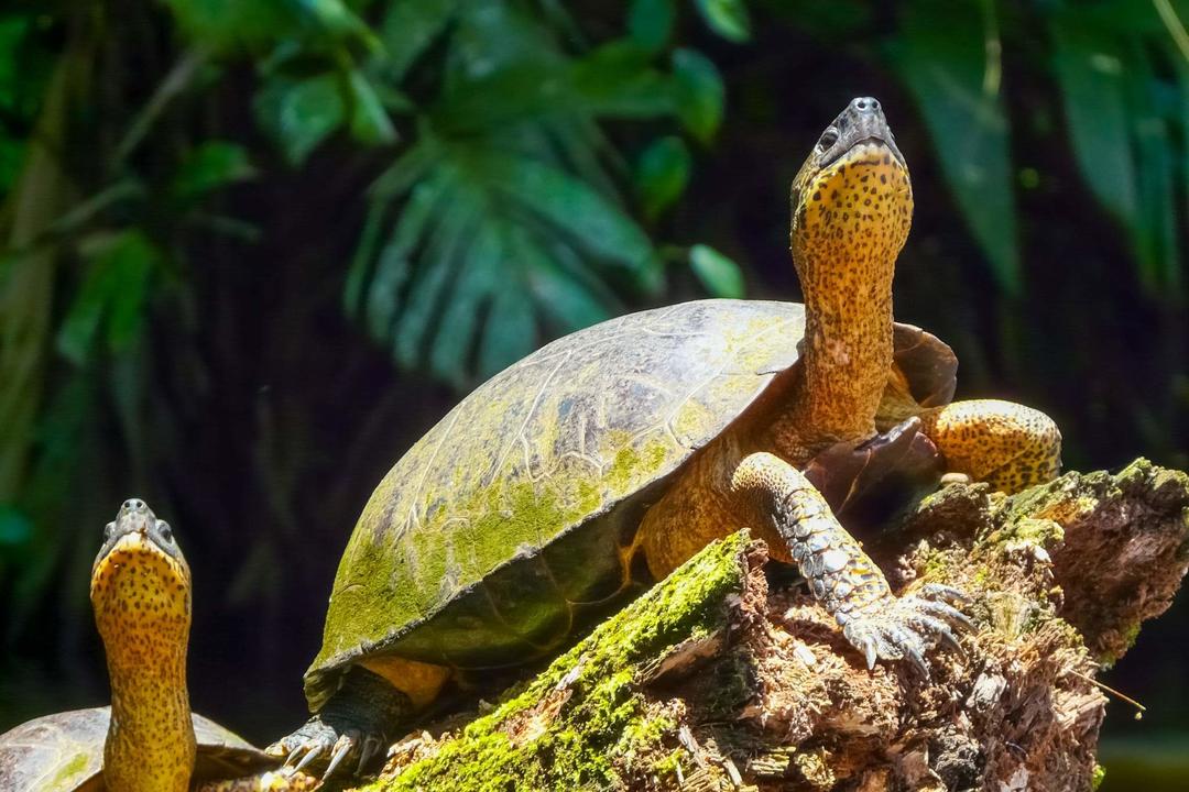 Tortuguero National Parkimage - 0