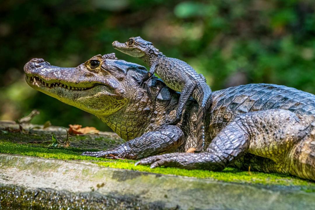 The Amazon Peruimage - 0