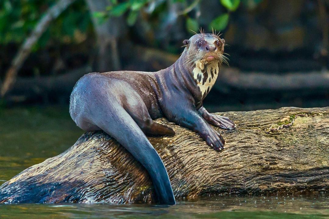 The Amazon Peruimage - 1