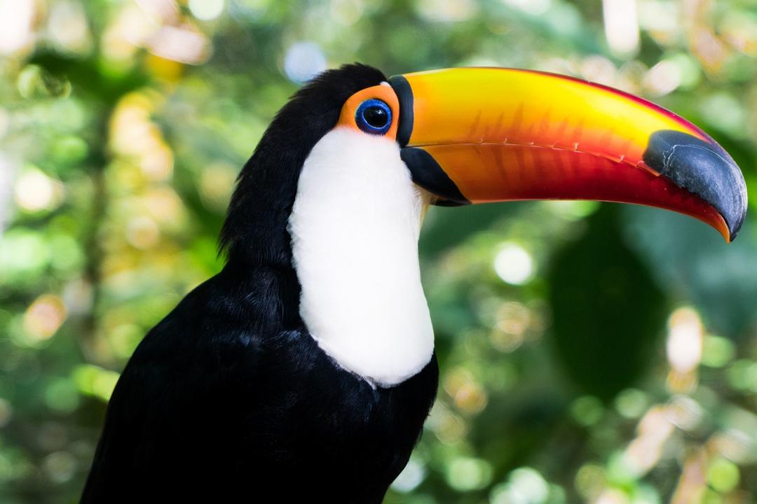 The Amazon Peruimage - 0