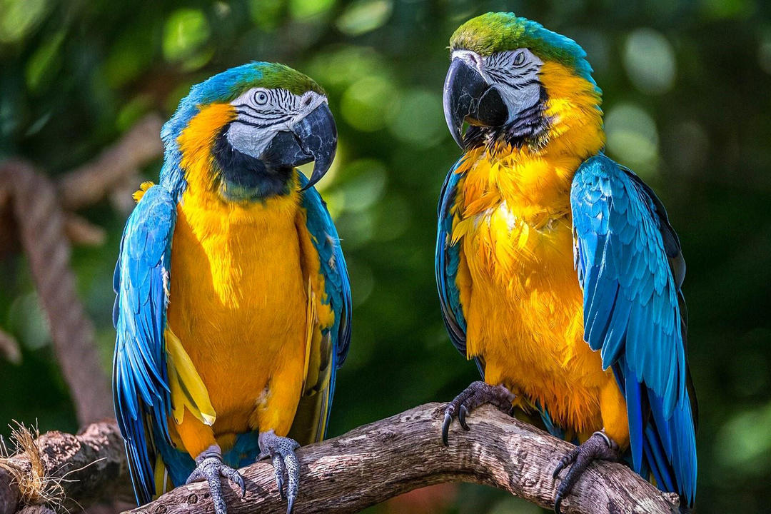 The Amazon Ecuadorimage - 1