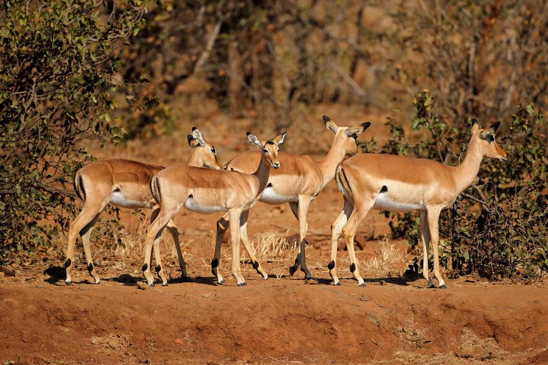 Antelope Parkimage - 1