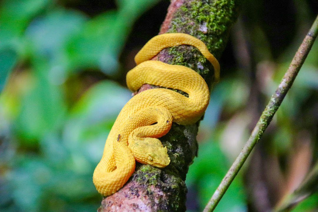 Arenal Volcano National Parkimage - 1