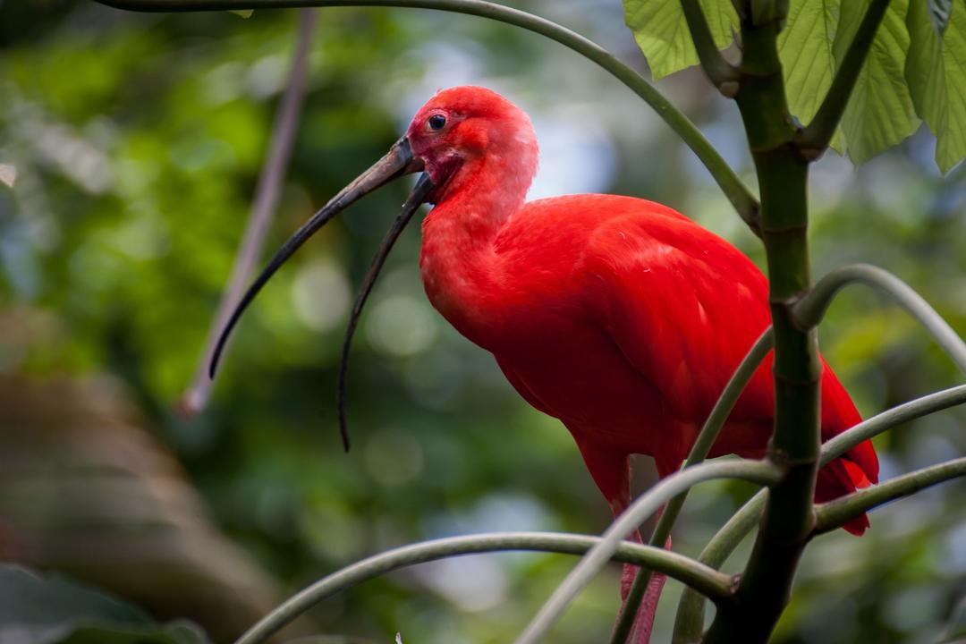 Rosario Islandsimage - 1