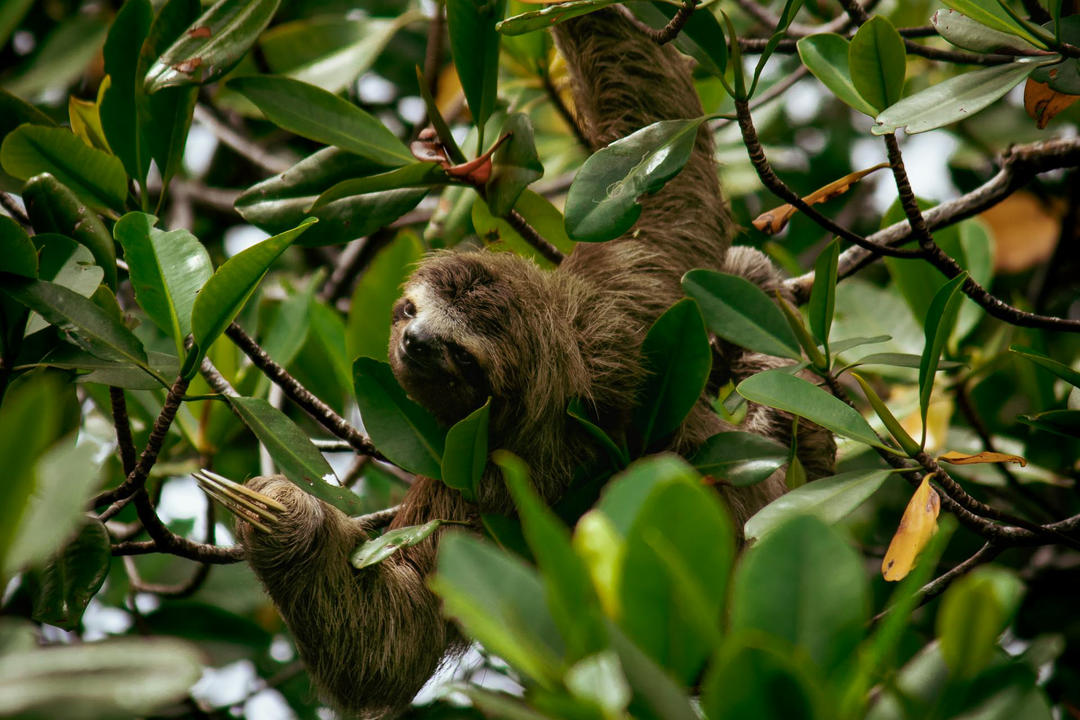 Bocas Del Toroimage - 0