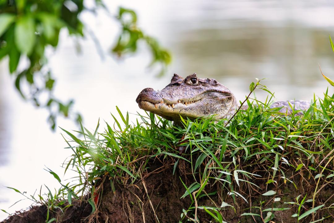 Cano Negro Wildlife Refugeimage - 1