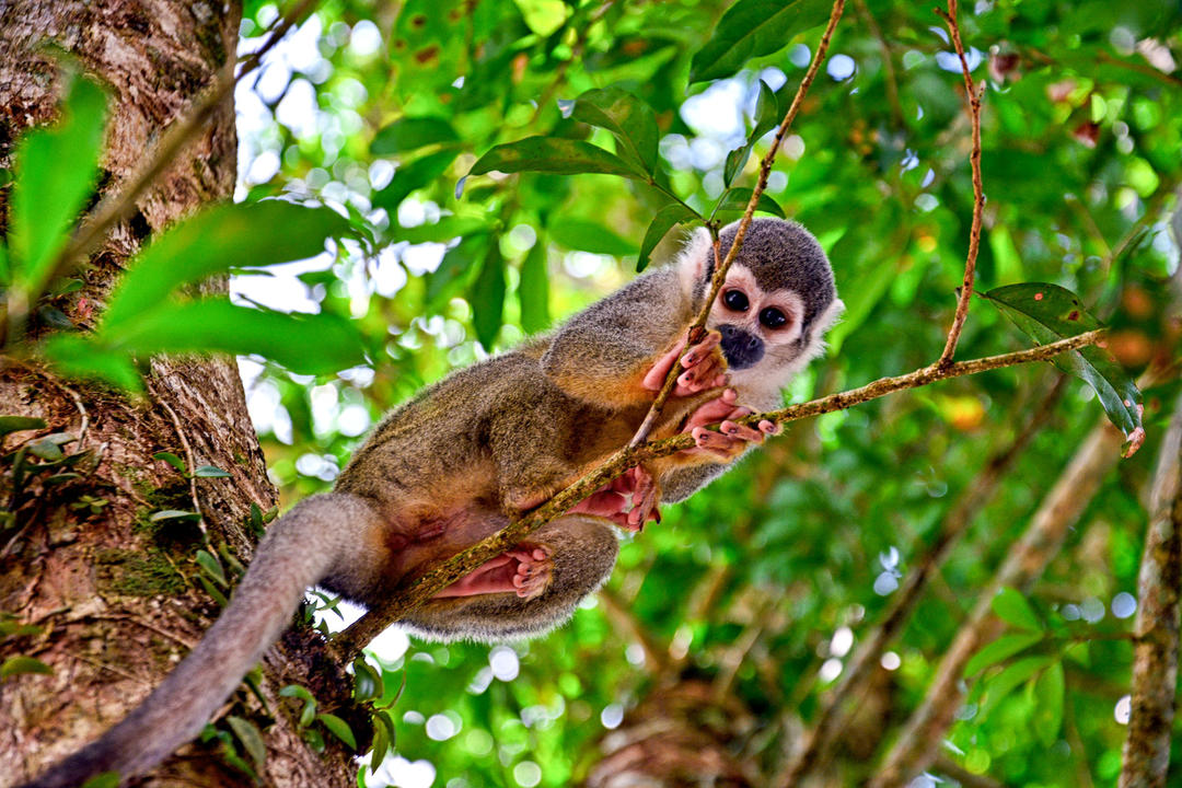 The Amazon Ecuadorimage - 0