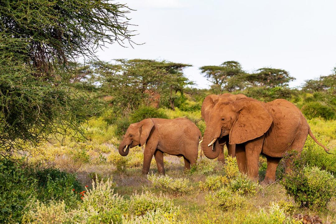 Caprivi Eastimage - 1