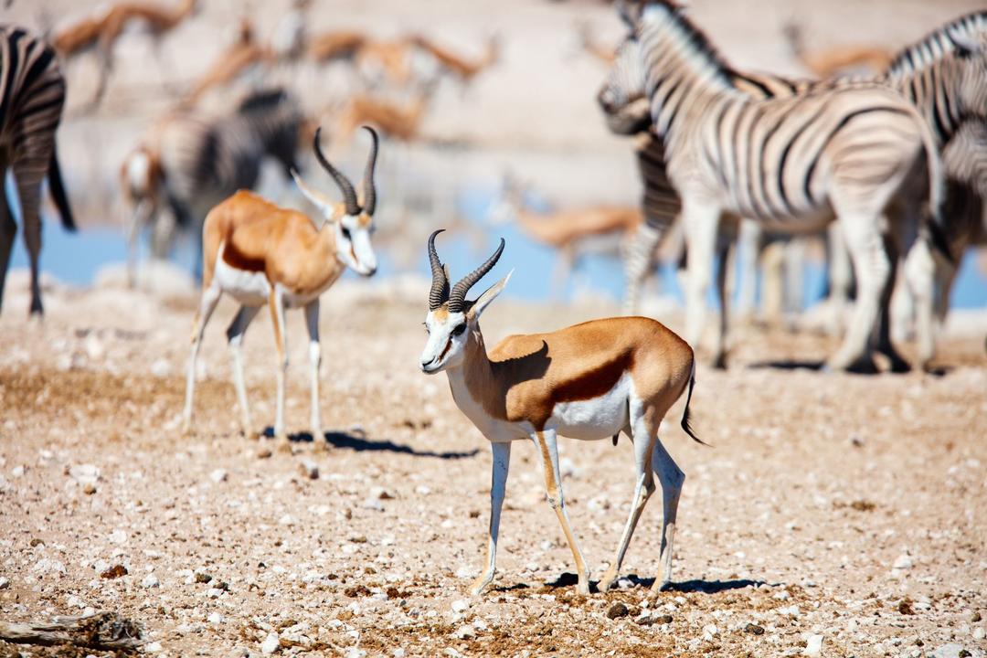 Etosha Eastimage - 1