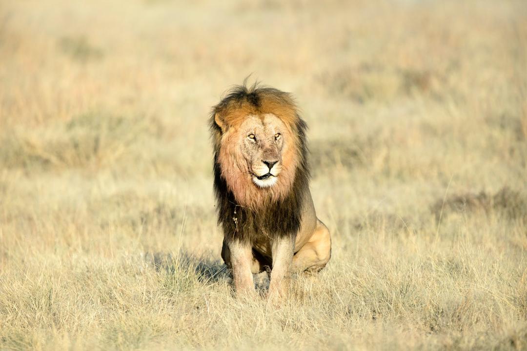 Etosha Eastimage - 0