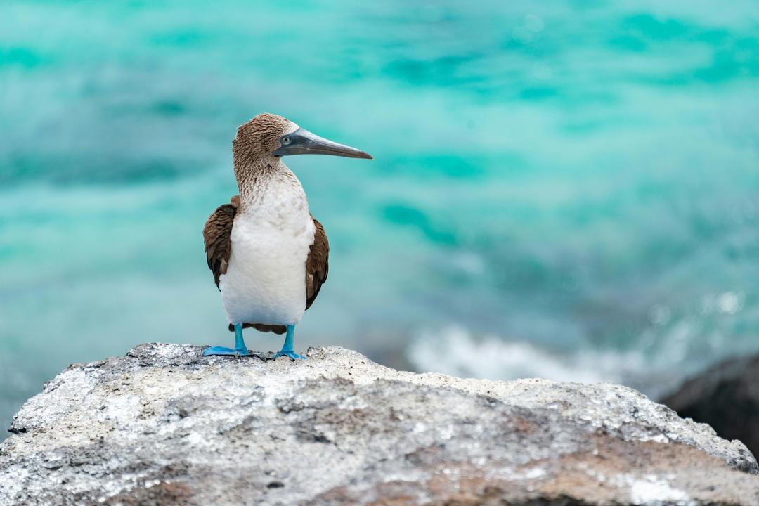 Galapagos National Parkimage - 0