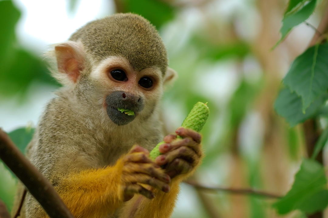 Gulf of Papagayoimage - 0