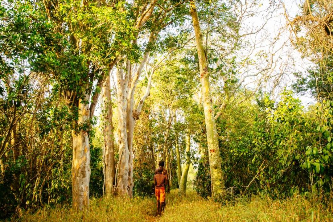 Heliga skogar och medicinmänimage - 0
