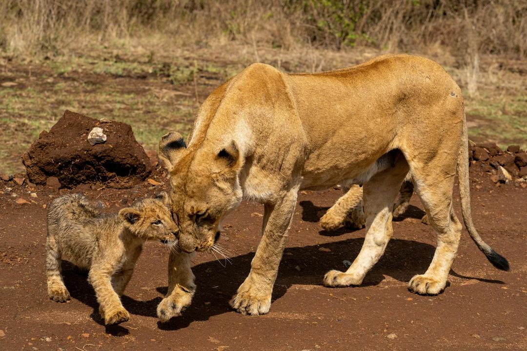Nairobi nationalparkimage - 0
