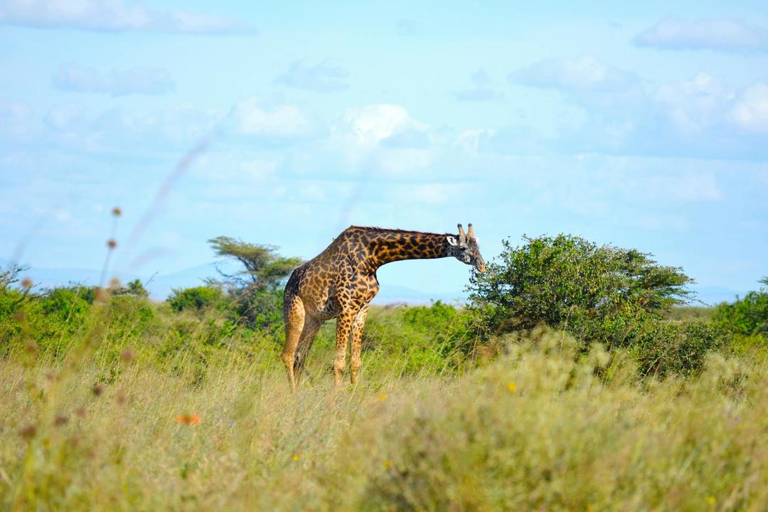 Nairobi nationalparkimage - 1