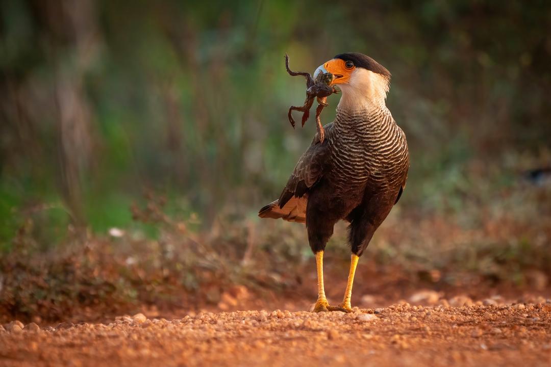Northern Pantanal image - 1