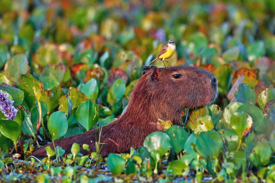 Northern Pantanal image - 0