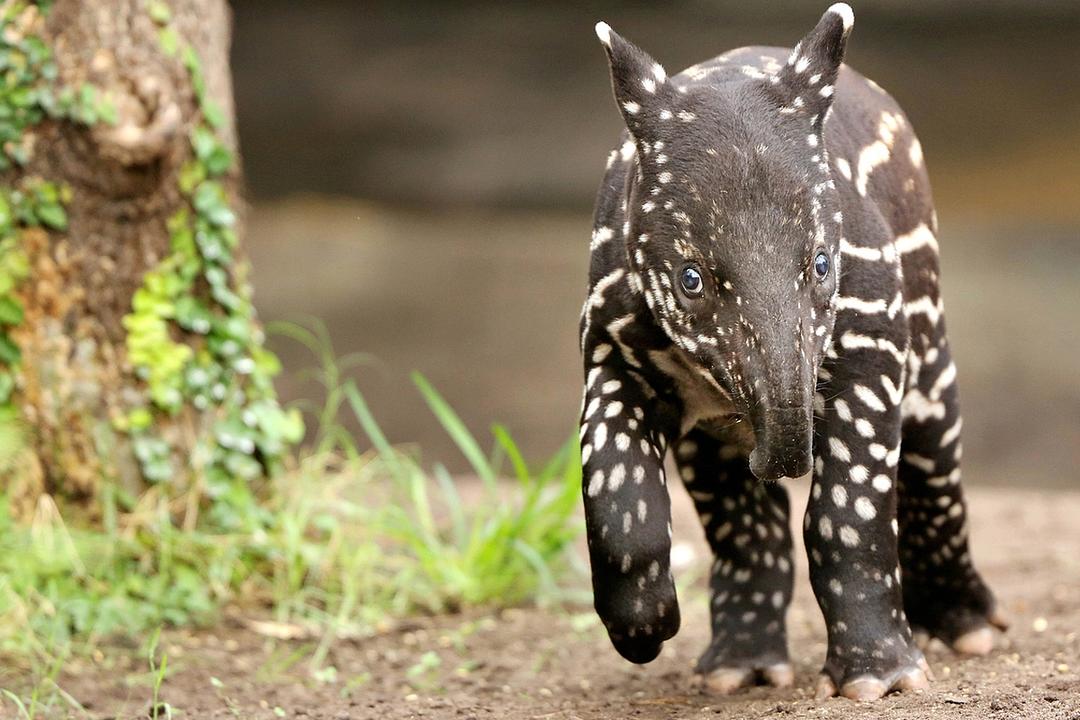 Northern Pantanal image - 0