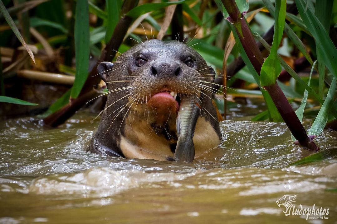 Northern Pantanal image - 1