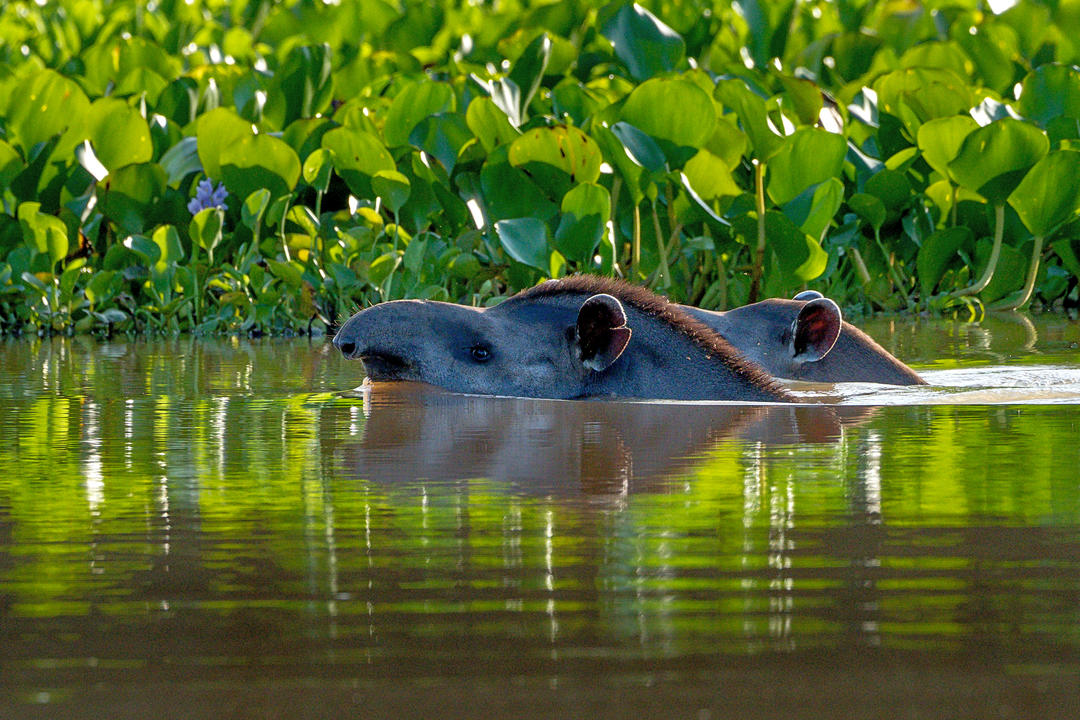 Northern Pantanal image - 0