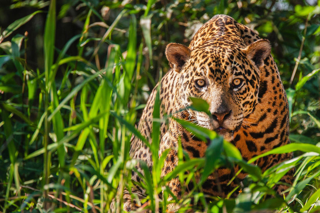 Northern Pantanal image - 1