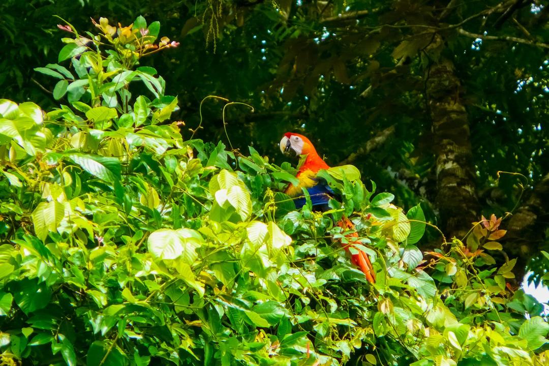 Osa Peninsulaimage - 1