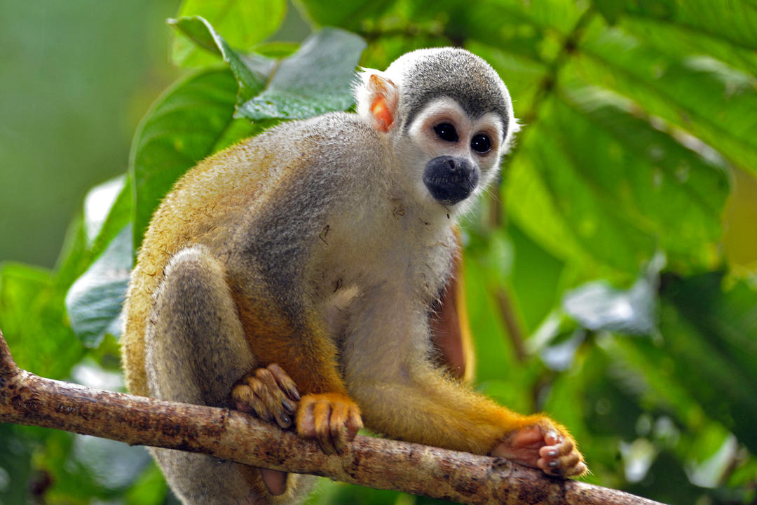 Pacuare Riverimage - 0