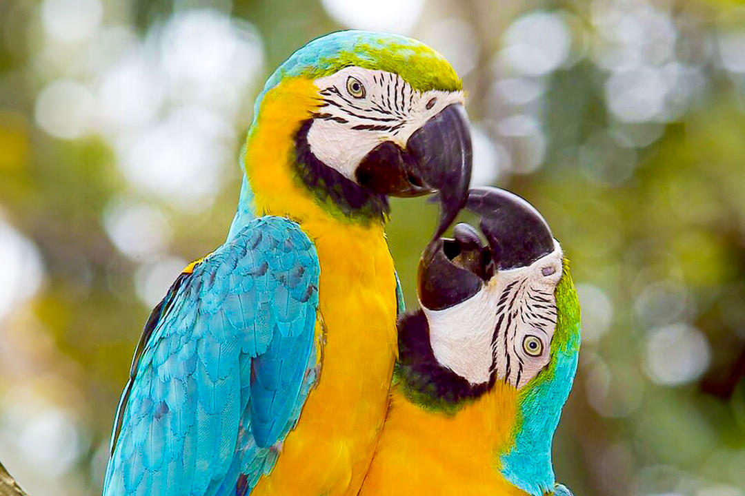 Pearl Islandsimage - 1