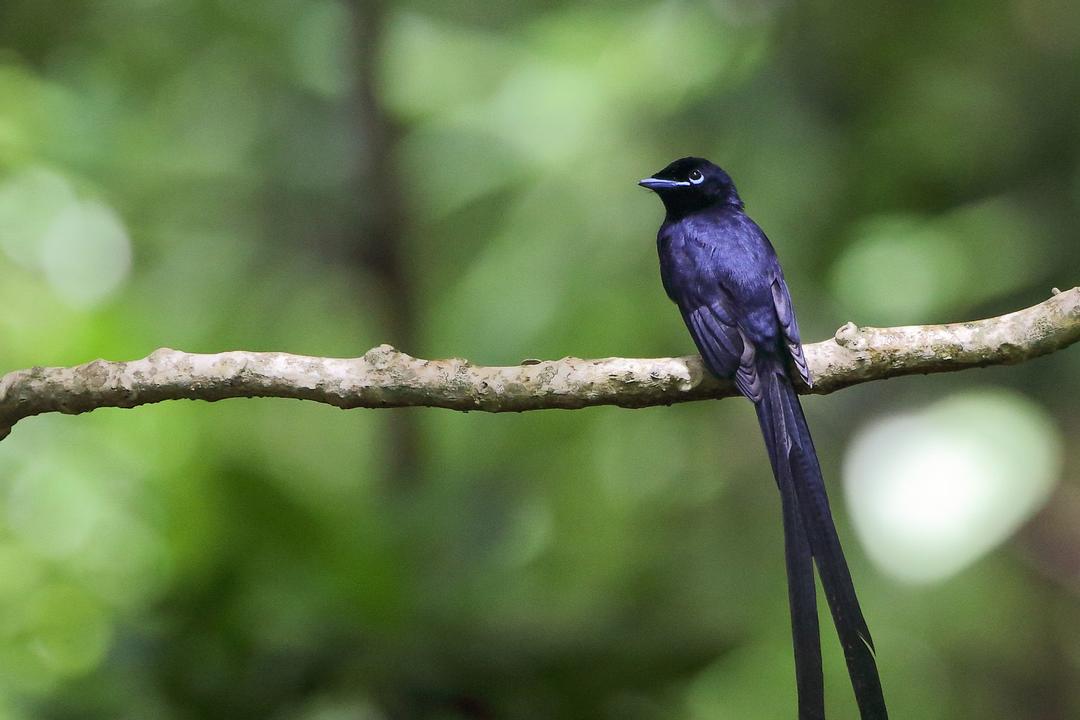 Sainte Annes marina liv och öarimage - 1