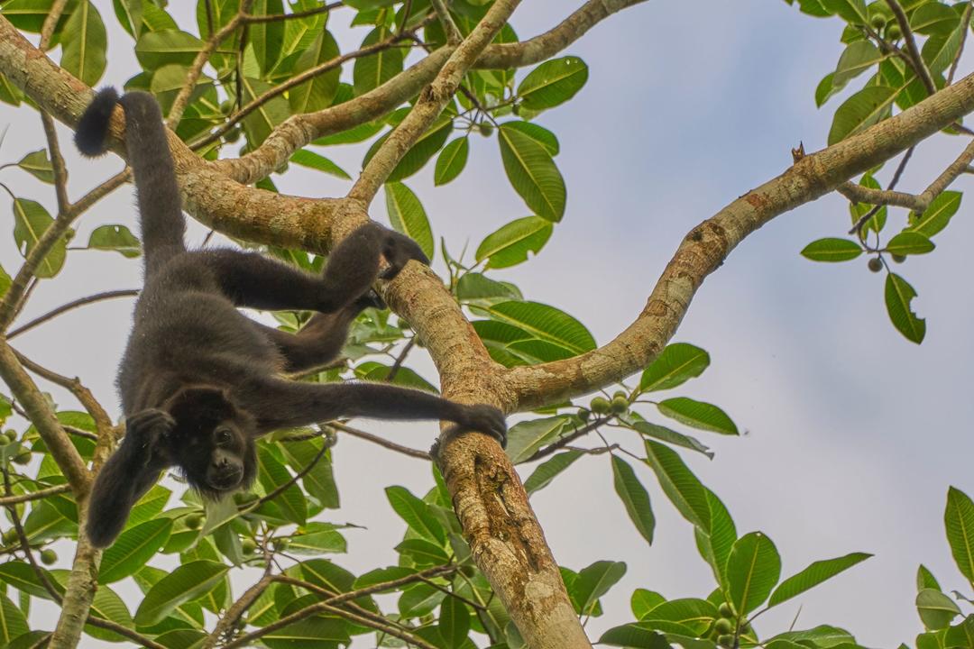 Panama Cityimage - 1