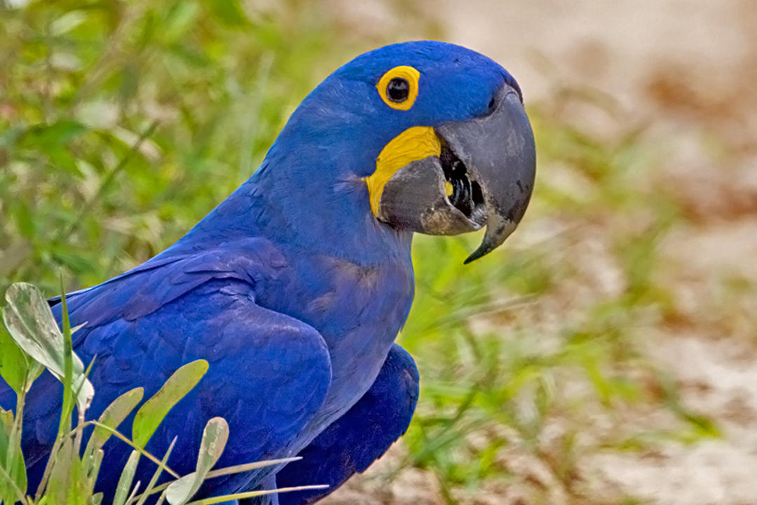 Southern Pantanalimage - 0