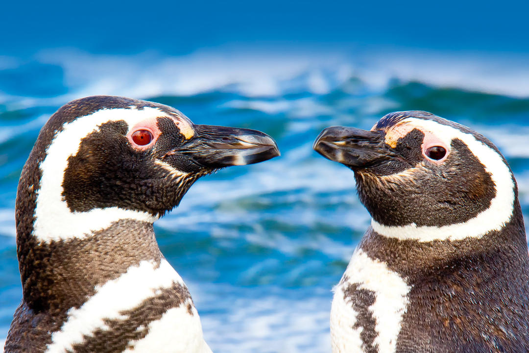 Glacier Alleyimage - 1