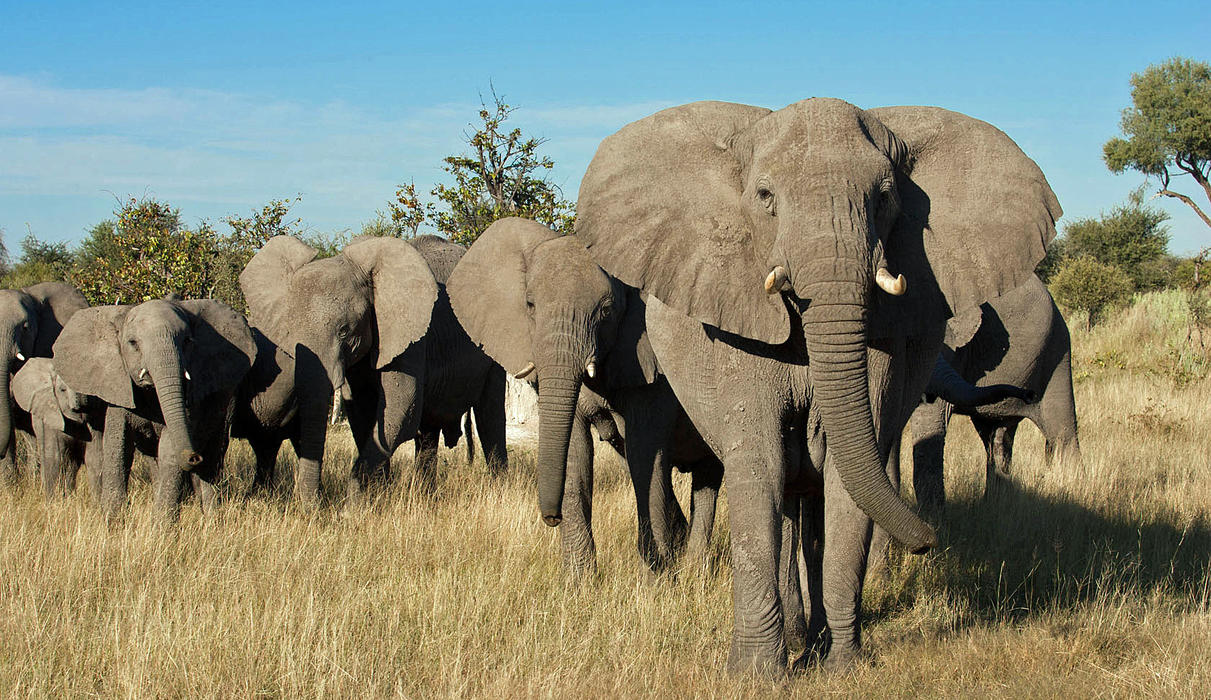 African elephant herd