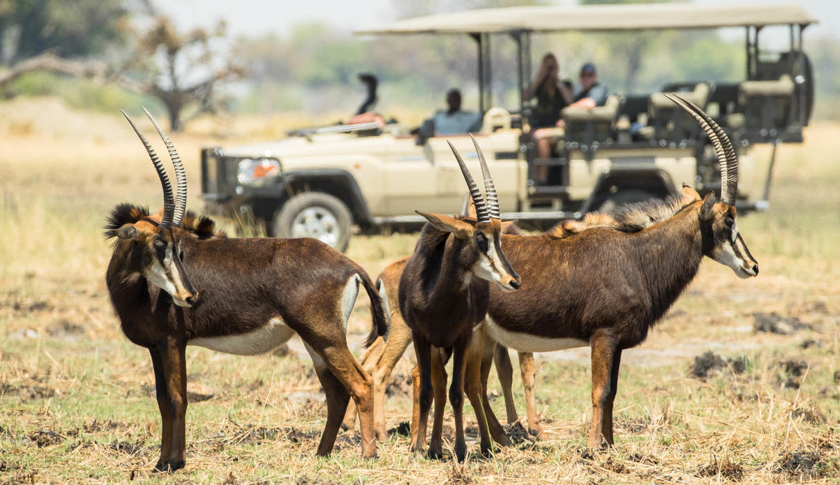Day and night game drives on offer in a private concession in the Okavango Delta