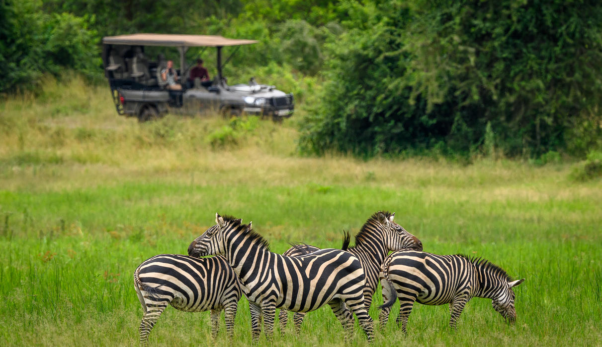 Plains zebra seen from a game drive