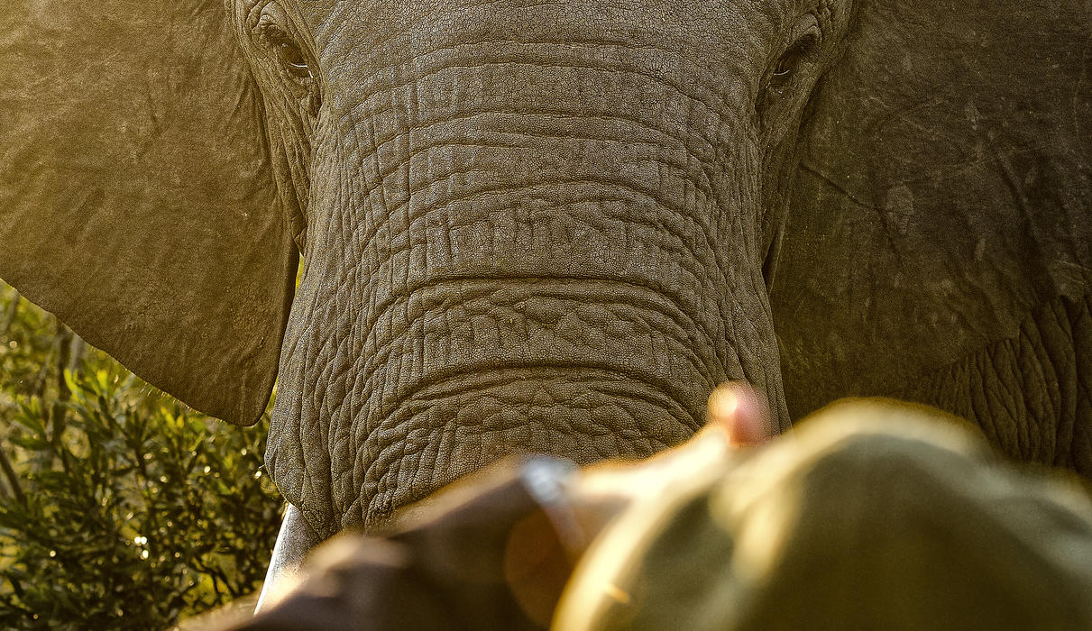 Elephant on Safari 