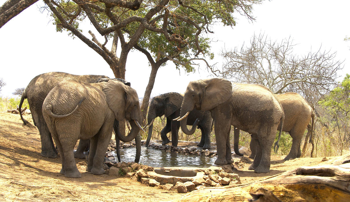 Elephants at the waterhole