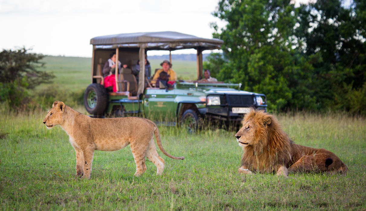 Lions near Mara Plains