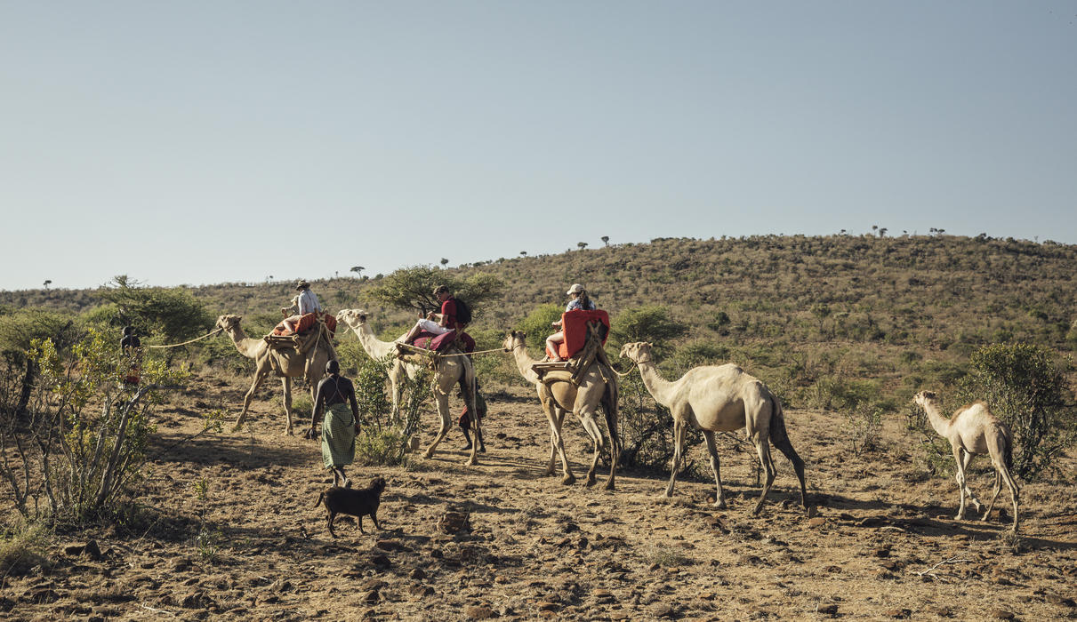 Camel Walk / Ol Malo Nomad