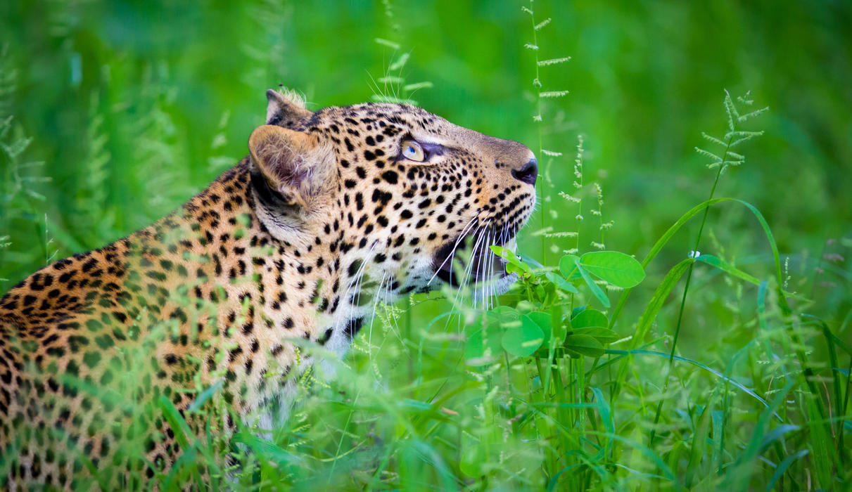 The South Luangwa is known as the Valley of the Leopard