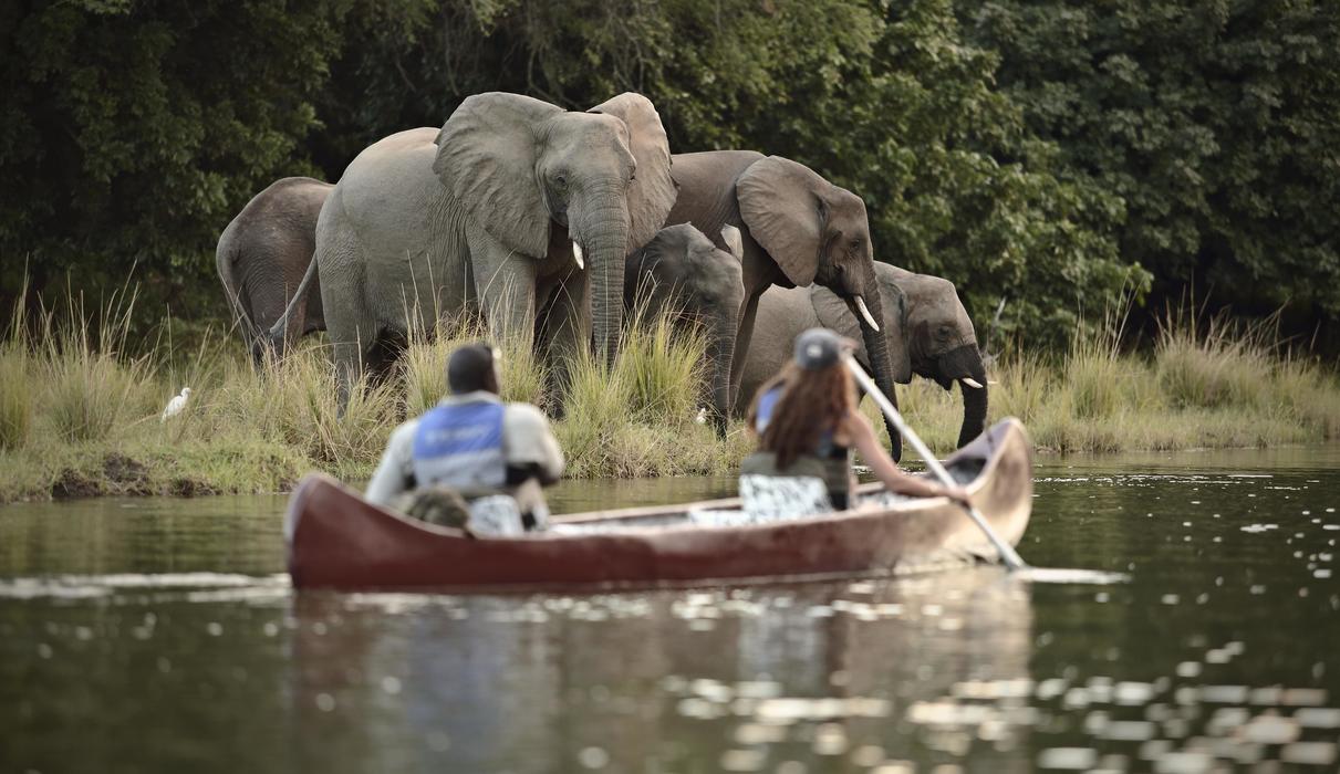 Experience wildlife like you never have with our canoeing safaris