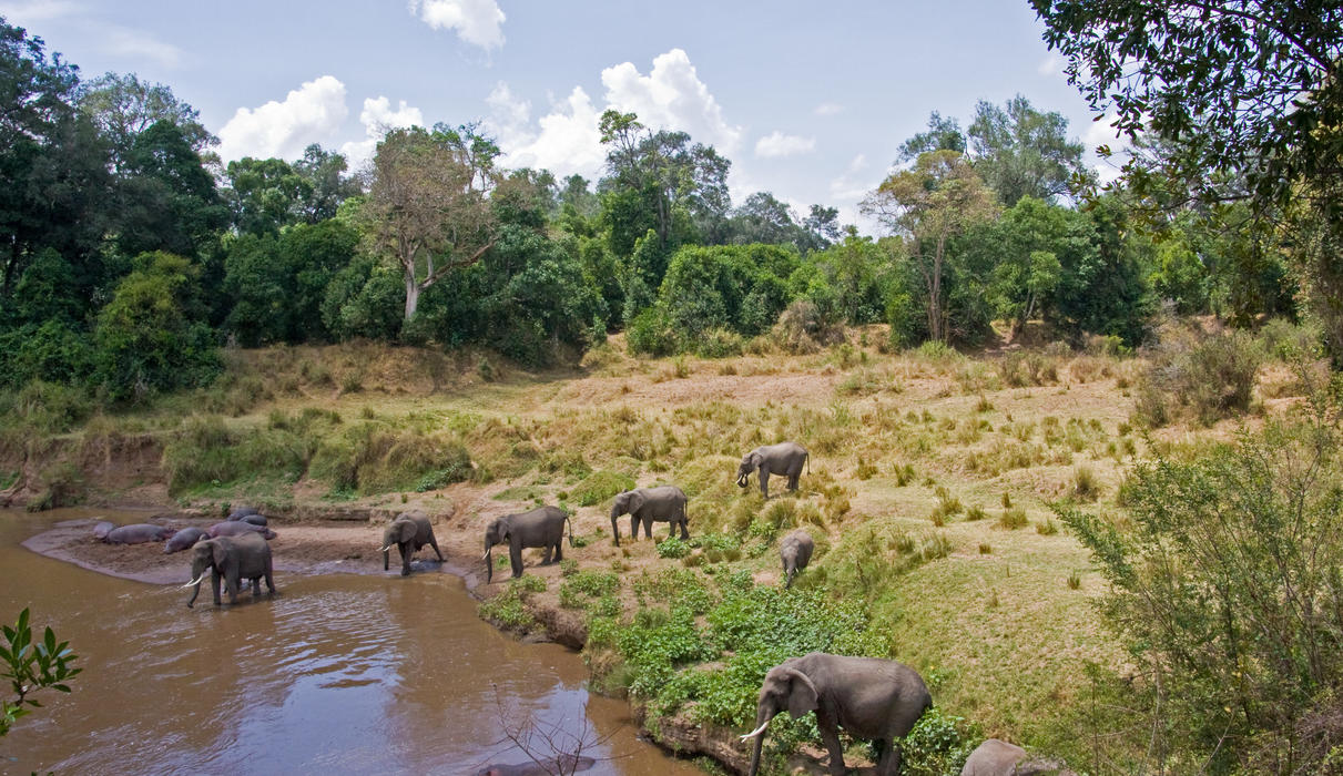 Elephants at the Mara River below Governors Private Camp