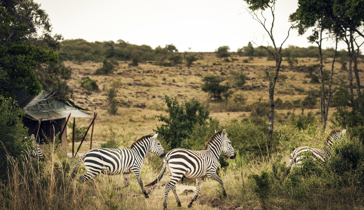 Zebra outside Tent 3