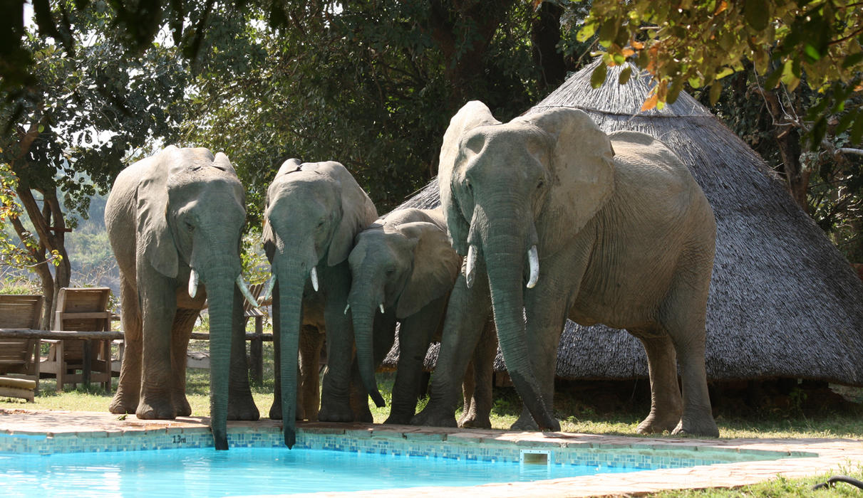 There is plenty of wildlife in and around the camp including the elephant who pass through most days