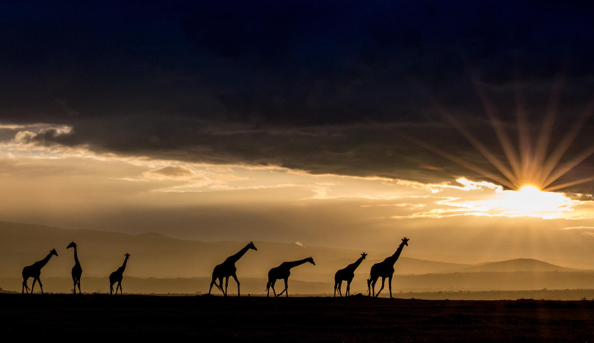 Giraffe tower in the horizon